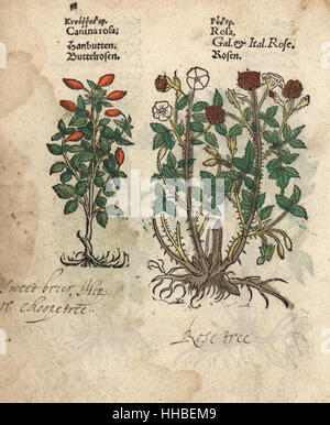 Briar oder Hundsrose, Rosa Canina und französische Rose, Rosa Gallica Arten. Handkoloriert Holzschnitt Gravur eine botanische Illustration von Adam Lonicers Krauterbuch oder Kräuter, Frankfurt am Main, 1557. Dies aus einem 17. Jahrhundert Pirate Edition oder Atlas Illustrationen nur, mit Untertiteln in Latein, Griechisch, Französisch, Italienisch, Deutsch und in Englisch Manuskript. Stockfoto