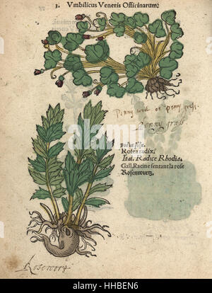 Efeu-leaved Leinkraut, Cymbalaria Muralis und rose Wurzel Rhodiola Rosea Radix. Handkoloriert Holzschnitt Gravur eine botanische Illustration von Adam Lonicers Krauterbuch oder Kräuter, Frankfurt am Main, 1557. Dies aus einem 17. Jahrhundert Pirate Edition oder Atlas Illustrationen nur, mit Untertiteln in Latein, Griechisch, Französisch, Italienisch, Deutsch und in Englisch Manuskript. Stockfoto