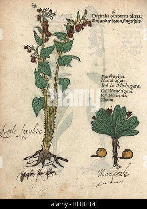 Purpurrote Fingerhut, Digitalis Purpurea Altera und Alraune, Mandragora Officinarum. Handkoloriert Holzschnitt Gravur eine botanische Illustration von Adam Lonicers Krauterbuch oder Kräuter, Frankfurt am Main, 1557. Dies aus einem 17. Jahrhundert Pirate Edition oder Atlas Illustrationen nur, mit Untertiteln in Latein, Griechisch, Französisch, Italienisch, Deutsch und in Englisch Manuskript. Stockfoto