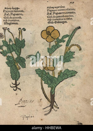 Schlafmohn, Papaver Somniferum, gehörnten Mohn, Glaucium Corniculatum. Handkoloriert Holzschnitt Gravur eine botanische Illustration von Adam Lonicers Krauterbuch oder Kräuter, Frankfurt am Main, 1557. Dies aus einem 17. Jahrhundert Pirate Edition oder Atlas Illustrationen nur, mit Untertiteln in Latein, Griechisch, Französisch, Italienisch, Deutsch und in Englisch Manuskript. Stockfoto