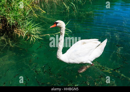 schöne, beauteously, nett, Reisen, Entspannung, Park, Tier, Vogel, grün, Stockfoto