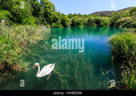 schöne, beauteously, nett, Reisen, Entspannung, Park, Tier, Vogel, grün, Stockfoto