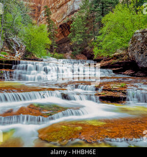 Erzengel-Kaskaden auf linke Gabel North Creek im Zion Nationalpark, utah Stockfoto