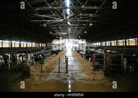 Eine Scheune gefüllt mit einem großen gehört der Milchkühe in Wisconsin. Stockfoto