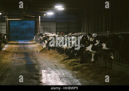 Gefüllt mit einer großen Scheune gehört der Milchkühe in den frühen Morgenstunden gefüttert werden. Stockfoto