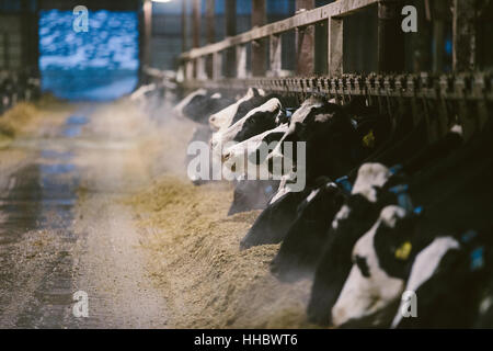 Eine Scheune gefüllt mit einem großen gehört der Milchkühe in Wisconsin. Stockfoto