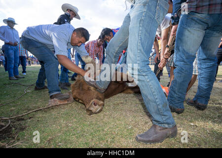 13. August 2016 Ibarra, Ecuador: man Schritte auf Stierkopf es zurückhalten während Horn Protektoren während einer lokalen Rodeo in La Esperanza installiert sind Stockfoto