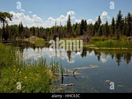 WY02055-00... WYOMING - Wolken reflektieren die Biber Teiche bei Schwabacher Landung im Grand Teton National Park. Stockfoto