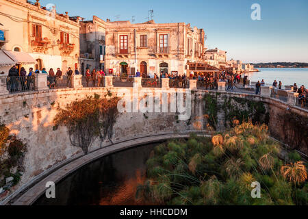 Papyrus in die Quelle der Arethusa, Syrakus, Sizilien, Italien. Stockfoto