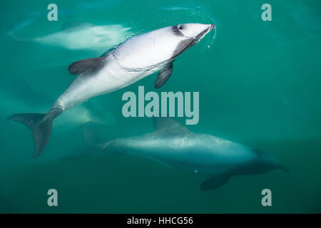 Hector's Dolphin Fotographie von Schwarze Katze Kreuzfahrten Boot aus Akaroa, Neuseeland Stockfoto