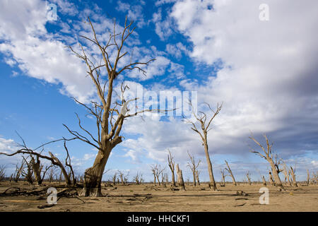 Diese River Red Gum Bäume stehen im trockenen Bett eines Sees zunächst von künstlich hohe Wasserstände erstellt von Bewässerungsprojekten ertrunken, Stockfoto