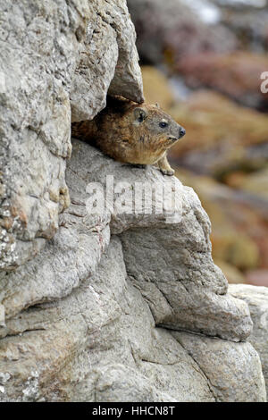 Ein Felsen Hyrax (Procavia Capensis) auch bekannt als Cape Hyrax oder Klippschliefer in Stony Point Nature Reserve, Bettys Bay. Stockfoto