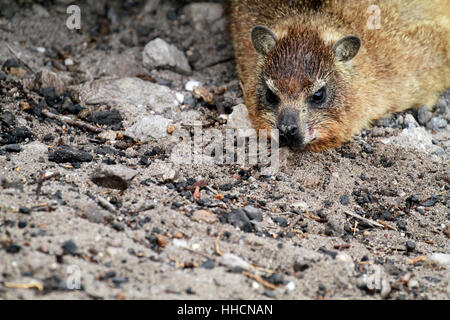 Ein Felsen Hyrax (Procavia Capensis) auch bekannt als Cape Hyrax oder Klippschliefer in Stony Point Nature Reserve, Bettys Bay. Stockfoto