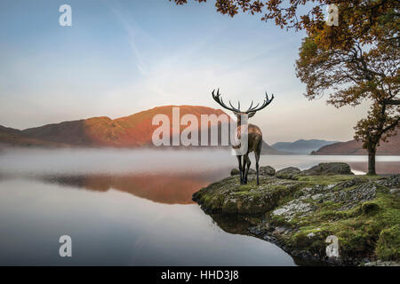 Schöne rote Rotwild Hirsch blickt auf See in Richtung Berglandschaft im Herbst-Szene Stockfoto