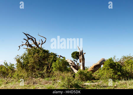 Große Äste von einem Baum zerstört von einem großen Elefanten Stockfoto