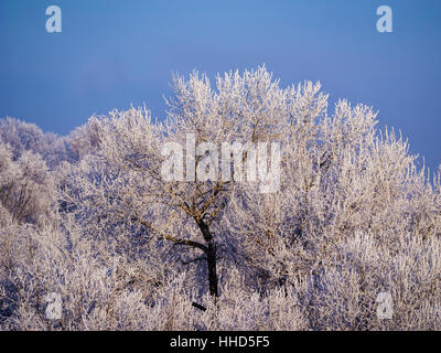 Baumkronen im Raureif gegen den Himmel Stockfoto