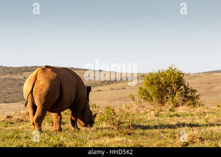 Seitlicher Blick auf ein Spitzmaulnashorn Rasen im Bereich Essen. Stockfoto