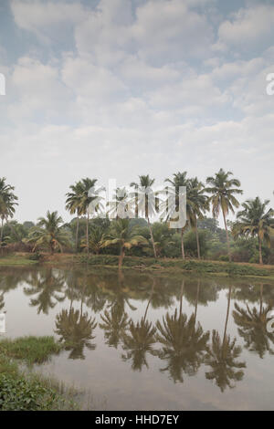 Kokospalmen spiegelt sich im Fluss Sal Goa Stockfoto
