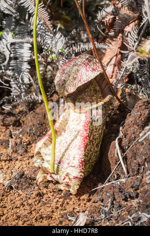 Kannenpflanze (Nepenthes), wachsenden wilden, abgelegenen ländlichen Sabah, Malaysia Borneo Stockfoto