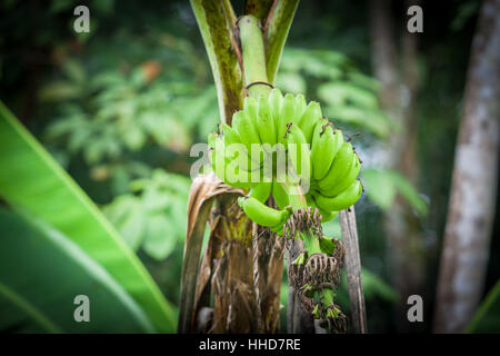 Bananen wachsen auf den Baum oder die Pflanze, im Rahmen des Cash-Crop, ländlichen Borneo Stockfoto