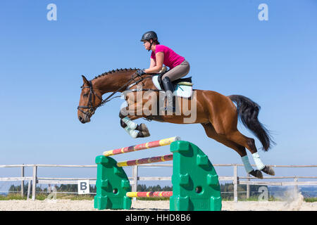 Irische Sportpferd. Reiter auf Bucht Pferd ein Hindernis zu verhandeln. Deutschland Stockfoto