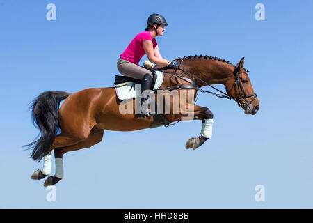 Irische Sportpferd. Reiter auf Bucht Pferd ein Hindernis zu verhandeln. Deutschland Stockfoto