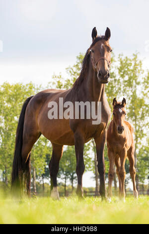 Niederländische Warmblut. Stute mit Fohlen auf der Weide stehen. Niederlande Stockfoto