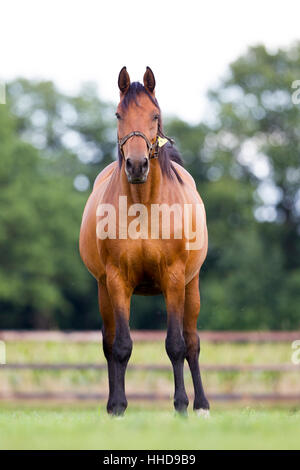 Niederländische Warmblut. Stute steht auf einer Weide. Niederlande Stockfoto