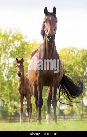 Niederländische Warmblut. Stute mit Fohlen auf der Weide stehen. Niederlande Stockfoto