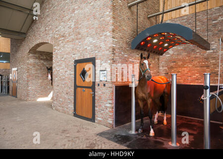 Niederländische Warmblut. Bucht in ein Solarium Erwachsenen stehen. Great Britain Stockfoto