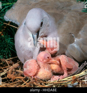 Eurasian Collared Dove (Streptopelia Decaocto) mit zwei Küken im Nest. Stockfoto