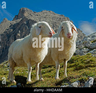 Hausschafe, Tiroler Bergschaf, zwei Tiere vor den Dolomiten Laserzkopf. Stockfoto