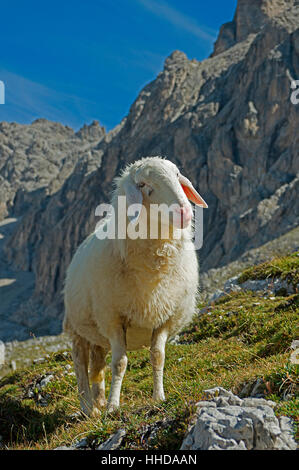 Hausschafe, Tiroler Bergschaf, vor den Dolomiten Laserzkopf. Stockfoto