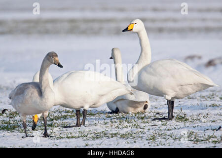 Whooper Schwan (Cygnus Cygnus) Erwachsene und Cygnet ruht auf einer schneebedeckten Wiese während der Migration, Schleswig-Holstein, Deutschland Stockfoto