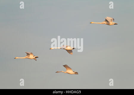 Singschwan (Cygnus Cygnus), Erwachsene fliegen während der Vogel Mogration, Schleswig-Holstein, Deutschland Stockfoto