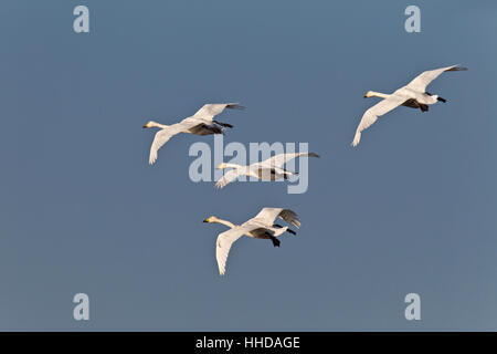 Singschwan (Cygnus Cygnus), Erwachsene fliegen während der Vogel Mogration, Schleswig-Holstein, Deutschland Stockfoto