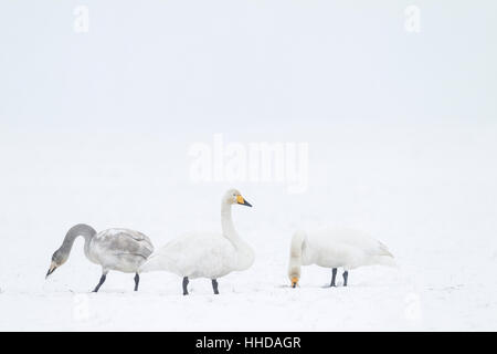 Whooper Schwan (Cygnus Cygnus) Erwachsene und Cygnet während eines Schneesturms, Schleswig-Holstein, Deutschland Stockfoto