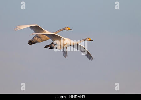 Singschwan (Cygnus Cygnus), Erwachsene fliegen während der Vogel Mogration, Schleswig-Holstein, Deutschland Stockfoto