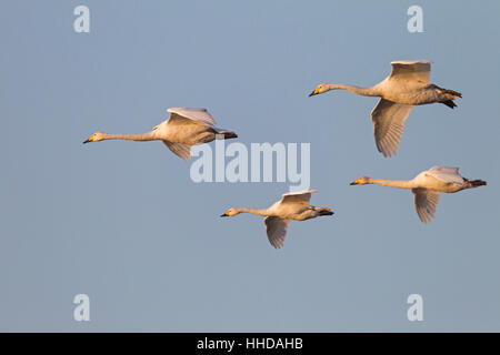 Singschwan (Cygnus Cygnus), Erwachsene fliegen während der Vogel Mogration, Schleswig-Holstein, Deutschland Stockfoto