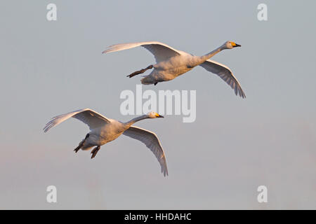 Singschwan (Cygnus Cygnus), Erwachsene fliegen während der Vogel Mogration, Schleswig-Holstein, Deutschland Stockfoto