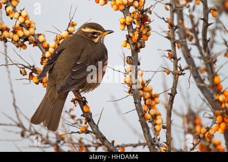 Rotdrossel (Turdus Iliacus) ernähren sich von Sanddorn (Hippophae Rhamnoides), Deutschland Stockfoto