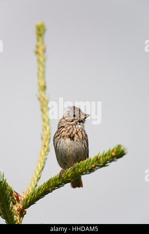 Singammer (Melospiza Melodia) sitzt auf einem Nadelwald Zweig, Kanada Stockfoto