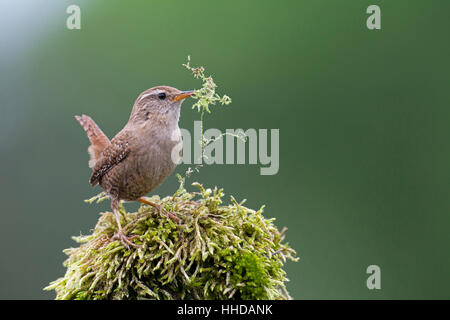 Eurasische Zaunkönig (Troglodytes Troglodytes) tragen Nistmaterial im Schnabel, Deutschland Stockfoto