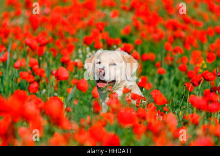 Labrador Retriever. Die Männchen sitzen in einem Feld von blühenden Mohn. Deutschland Stockfoto