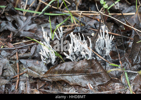 Ein kleines Büschel von Candlesnuff Pilz Stockfoto