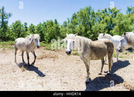 Wilde Camargue-Pferde in der Camargue regionaler Naturpark im Rhône-Delta, Südfrankreich Stockfoto