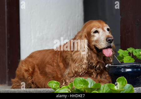 Ruhenden Cocker Spaniel Stockfoto