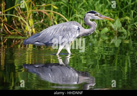 Beine, Vogel, Vögel, Beute, Beute, Reiher, Wiese, Jagd, Jagd, Beine, Essen, Stockfoto