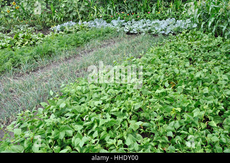 verschiedene Gemüse biologisch angebaut Stockfoto