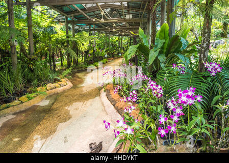 Orchideengarten, Perdana Botanischer Garten, Tun Abdul Razak Heritage Park, Kuala Lumpur, Malaysia Stockfoto